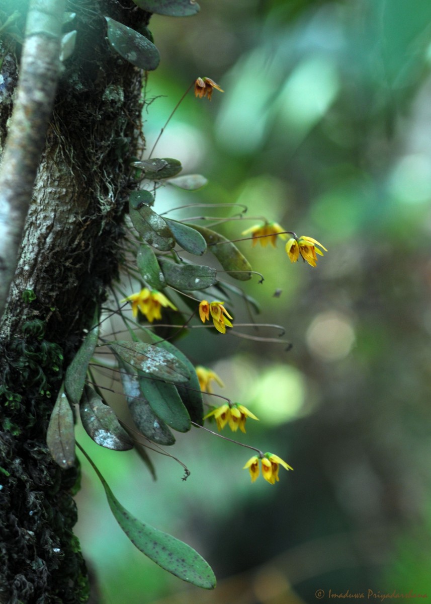 Bulbophyllum petiolare Thwaites